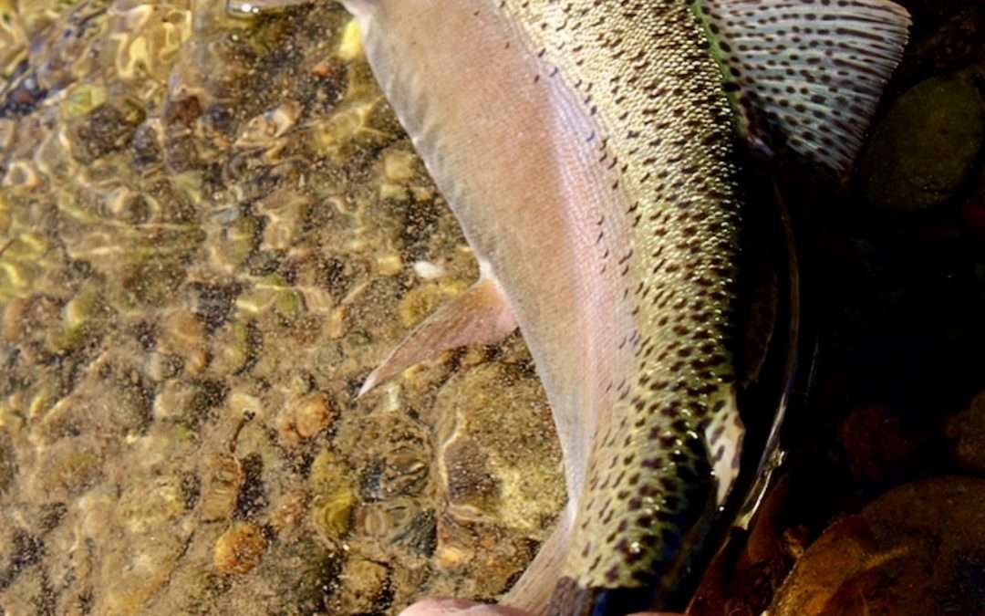 Fishing Report – 7/24/24